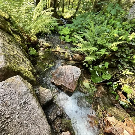 Bach in einem Wald